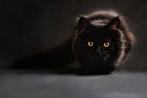 Анимированная web презентация. Портфолио фотографа